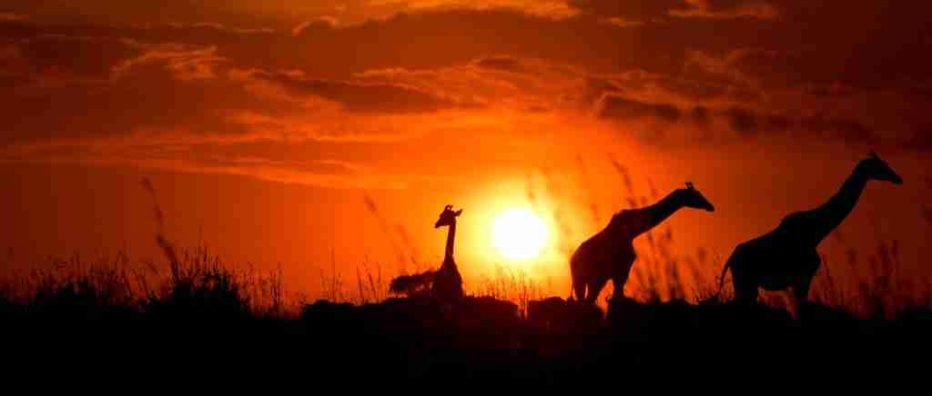 DREAMSCAPES (2024) – LA NATURALEZA HABLA
